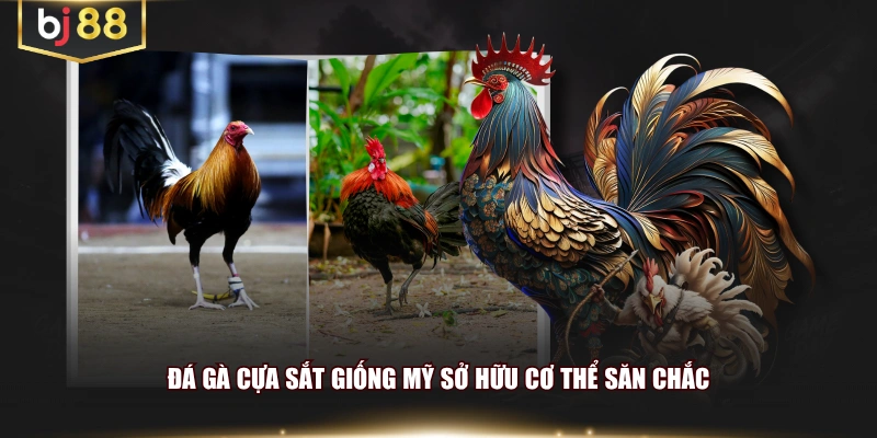 Đá gà cựa sắt giống Mỹ sở hữu cơ thể săn chắc