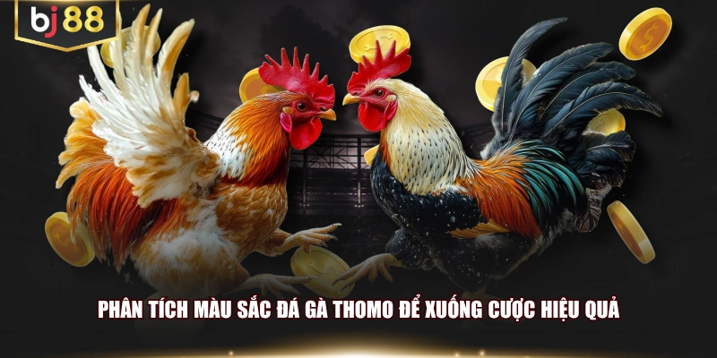 Phân tích màu sắc đá gà Thomo để xuống cược hiệu quả